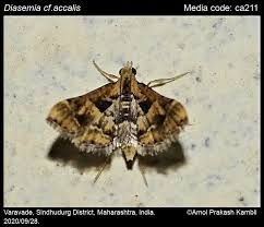 Attēlu rezultāti vaicājumam “Diasemia reticularis”