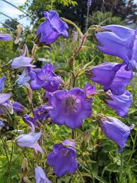 Image result for Marienglockenblumen