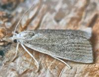 Attēlu rezultāti vaicājumam “Calamotropha paludella”