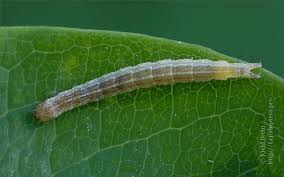 Attēlu rezultāti vaicājumam “Ypsolopha dentella”