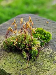 Attēlu rezultāti vaicājumam “Bryum caespiticium sporophyte”