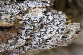 Attēlu rezultāti vaicājumam “Alyxoria varia”