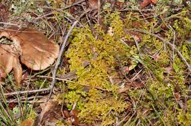 Attēlu rezultāti vaicājumam “Bazzania trilobata”