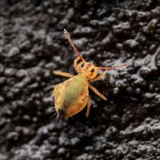 Attēlu rezultāti vaicājumam “Symphypleona”