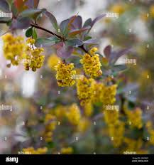 Attēlu rezultāti vaicājumam “Berberis thunbergii flower”