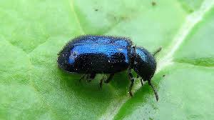 Attēlu rezultāti vaicājumam “Korynetes caeruleus”