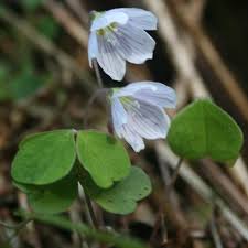 Attēlu rezultāti vaicājumam “Oxalis acetosella”