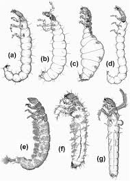 Attēlu rezultāti vaicājumam “Trichoptera egg mass”