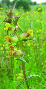 Attēlu rezultāti vaicājumam “Rhinanthus serotinus flower”