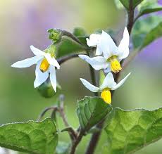 Attēlu rezultāti vaicājumam “Solanum nigrum flower”