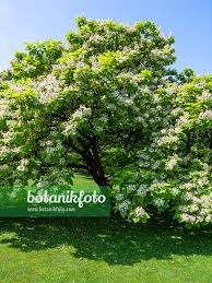 Attēlu rezultāti vaicājumam “Catalpa”