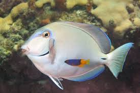 Image result for Acanthurus bahianus