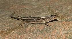 Attēlu rezultāti vaicājumam “Lacerta vivipara female”