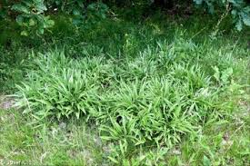 Attēlu rezultāti vaicājumam “Scorzonera humilis bud”