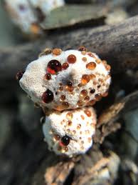 Attēlu rezultāti vaicājumam “Abortiporus biennis”