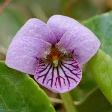 Attēlu rezultāti vaicājumam “Gentiana pneumonanthe leaf”