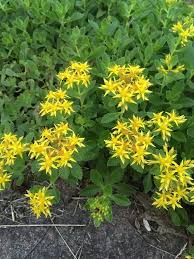 Attēlu rezultāti vaicājumam “Sedum aizoon fruit”