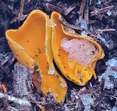 Attēlu rezultāti vaicājumam “Caloscypha fulgens”