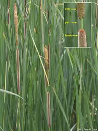 Attēlu rezultāti vaicājumam “Typha angustifolia  leaf”