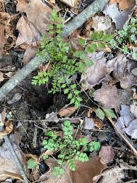 Attēlu rezultāti vaicājumam “Cardamine impatiens”