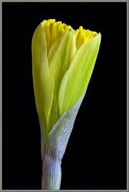 Attēlu rezultāti vaicājumam “Narcissus bud”