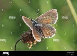 Attēlu rezultāti vaicājumam “Aricia artaxerxes  female”