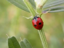 Attēlu rezultāti vaicājumam “Coccinella quinquepunctata”