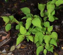 Attēlu rezultāti vaicājumam “Prunus armeniaca leaf”
