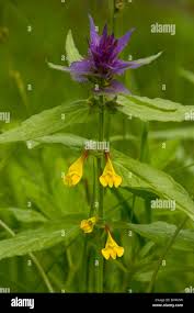 Attēlu rezultāti vaicājumam “Melampyrum nemorosum”