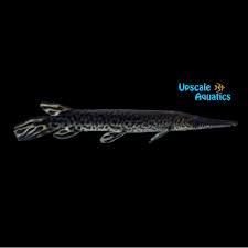 Image result for Atractosteus spatula