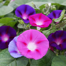 Image result for Ipomoea purpurea
