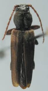 Attēlu rezultāti vaicājumam “Tetropium fuscum”