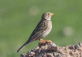 Image result for Emberiza calandra