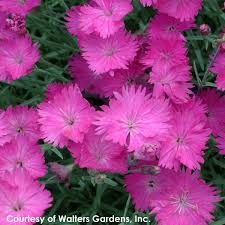 Image result for Dianthus gratianopolitanus