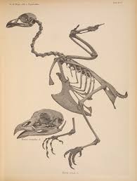 Image result for Tetrao tetrix