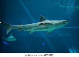 Image result for Carcharhinus plumbeus