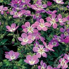 Attēlu rezultāti vaicājumam “Geranium sylvaticum”