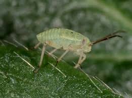 Attēlu rezultāti vaicājumam “Lygus nymph”