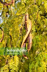 Attēlu rezultāti vaicājumam “Gleditsia triacanthos fruit”