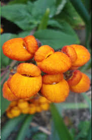 Image result for Calceolaria integrifolia