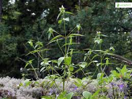 Attēlu rezultāti vaicājumam “Galeopsis bifida leaf”