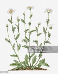 Attēlu rezultāti vaicājumam “Leucanthemum vulgare leaf”