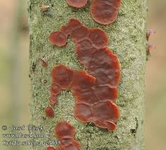 Attēlu rezultāti vaicājumam “Cytidia salicina”