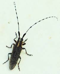 Attēlu rezultāti vaicājumam “Agapanthia villosoviridescens”