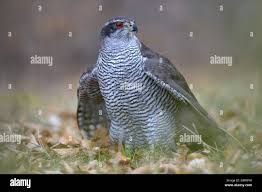 Attēlu rezultāti vaicājumam “Accipiter gentilis adult”