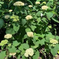 Attēlu rezultāti vaicājumam “Hydrangea arborescens”