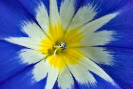 Image result for Convolvulus tricolor