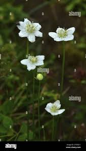 Attēlu rezultāti vaicājumam “Parnassia palustris leaf”