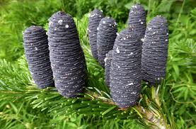 Attēlu rezultāti vaicājumam “Abies veitchii”