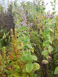 Attēlu rezultāti vaicājumam “Mentha aquatica”